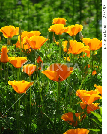 Good sunshine Good sunshine 278597