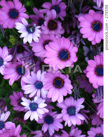 Flourish purple 278598