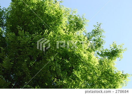 仲夏 風 四月 278684