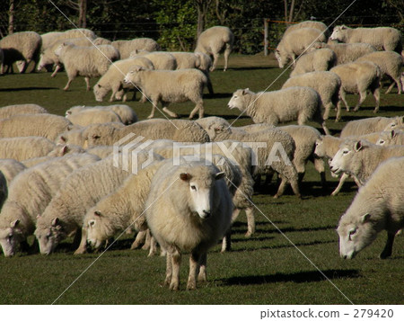 Grazing of sheep 279420