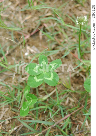 五葉三葉草 五葉三葉草 280129