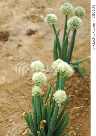 洋蔥長（1） 280135