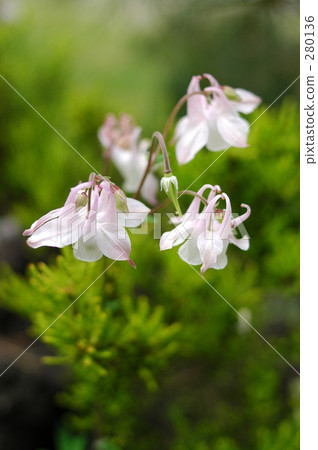 Odamaki（2） 280136