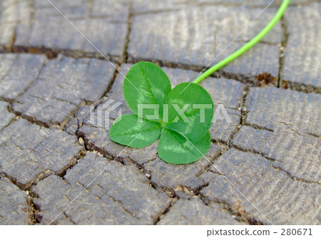 切斷樹樁 切斷樹樁 280671