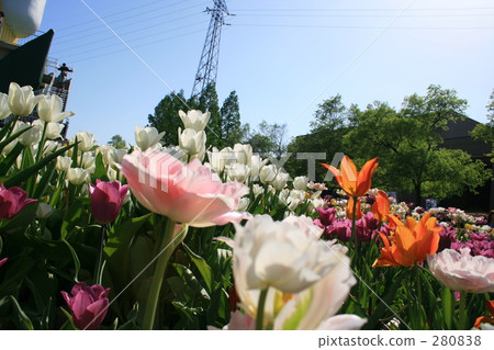 花園 圖像 春季素材 280838