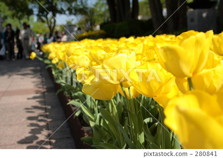 flower garden, flower field, image 280841