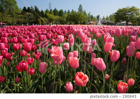 flower garden, flower field, image 280843