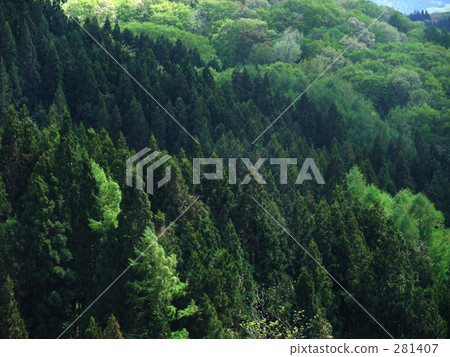 Forest Forest 281407