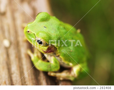 Tree frog Tree frog 281408