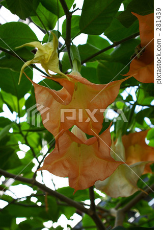 花朵 花 花卉 281439