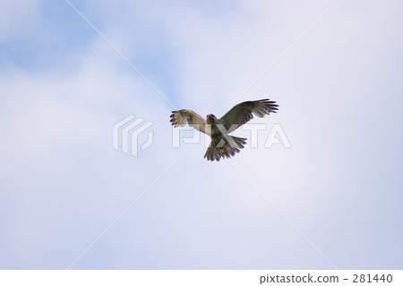 塔卡 塔卡 281440