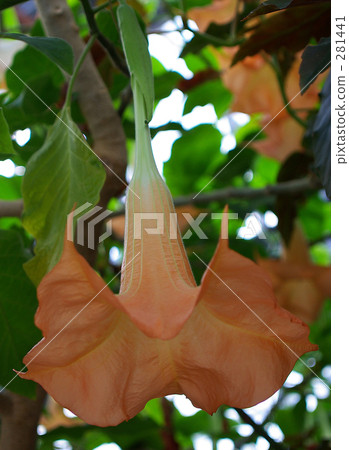 花朵 花 花卉 281441