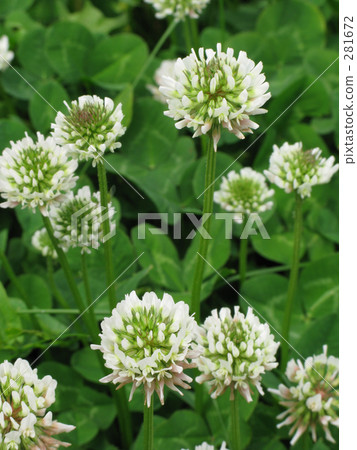 白三葉草 白三葉草 281672