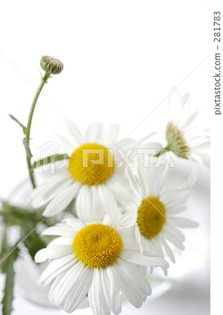 瑪格麗特 瑪格麗特 281783