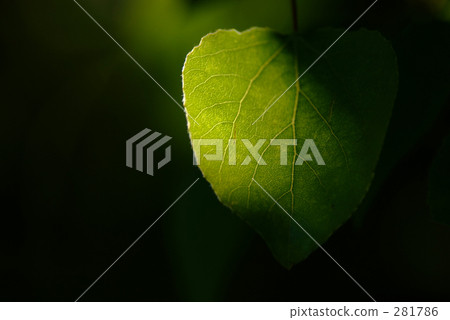 樹的陰影 樹的陰影 281786