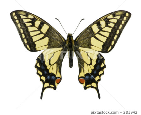 Butterflies Butterflies 281942