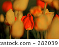 Red flower	 282039