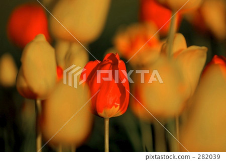 Red flower	 282039