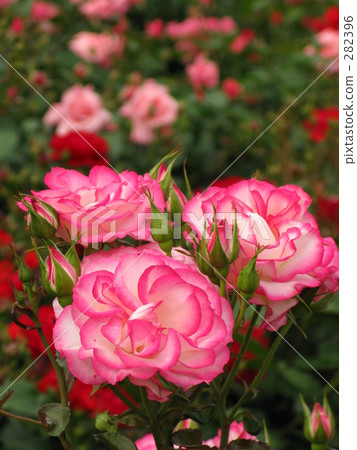 Rose of light color 282396