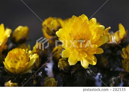 bloom, blossom, blossoms 282535