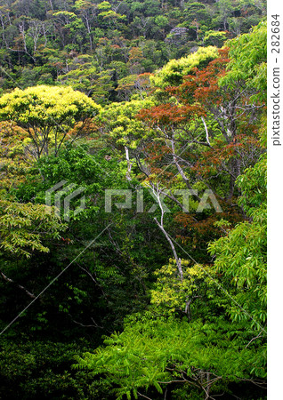 Ryukyu, subtropical, subtropics 282684