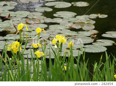 Kishow和池塘 282854