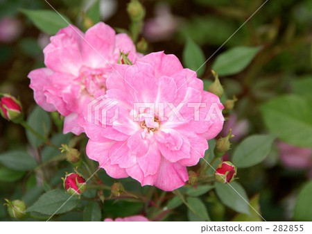 羅莎·Kinensis·Minima 282855