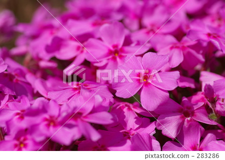 朱紅色 美麗 漂亮 283286