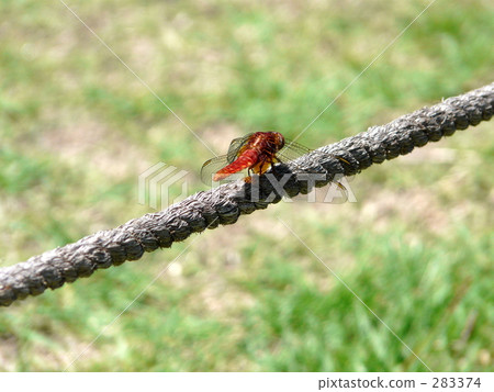 Red dragonfly 283374