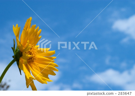 Golden chicken 1 Golden chicken 1 283647