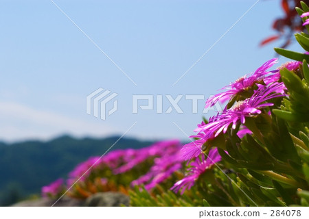 Pine needle 284078