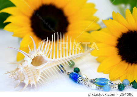 向日葵和貝類 284096