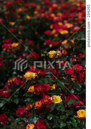 紅玫瑰 仰視 仰望 284265