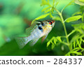 aqua list, aquarium fish, a small fish 284337
