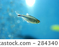 aquarium fish, characiformes, a small fish 284340