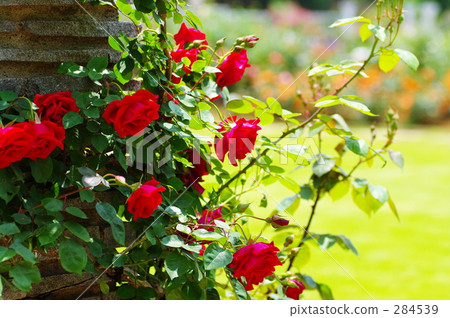 玫瑰綻放花園 玫瑰綻放花園 284539