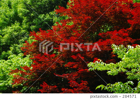 染成紅色 284571