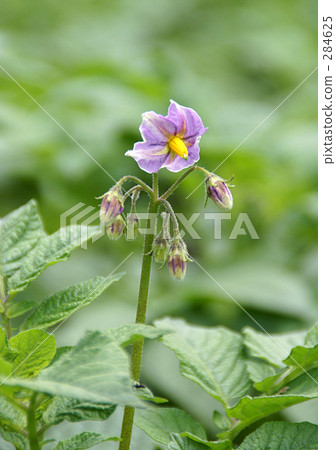 Potato flowers 284625