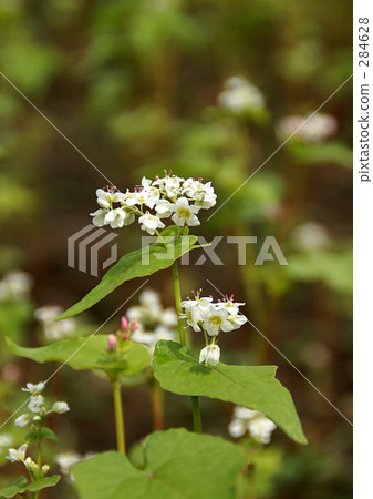 Buckwheat flowers 284628