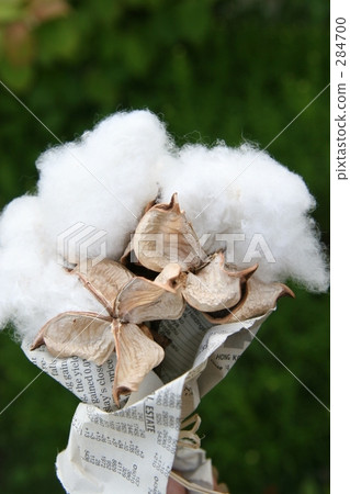 棉花 棉花廠 小腸 284700