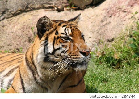 Bengal tiger Bengal tiger 284844