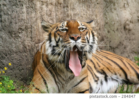 Bean paste Bean paste 284847