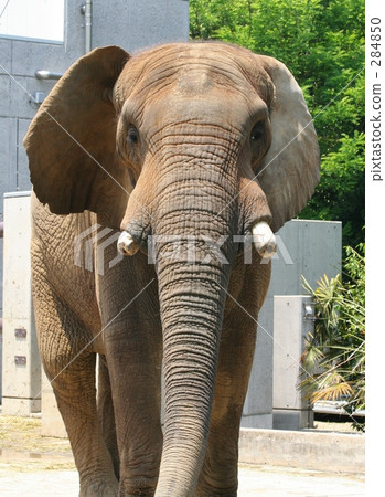 非洲大象 284850