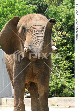 非洲象·os 284851