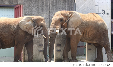 African elephant couple 284852
