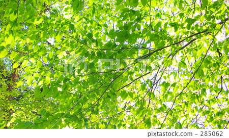 Early summer forest 285062