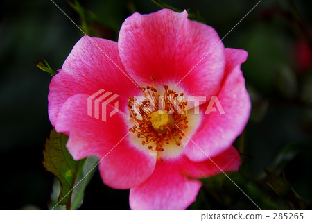 Pink Maidyland Pink Maidyland 285265
