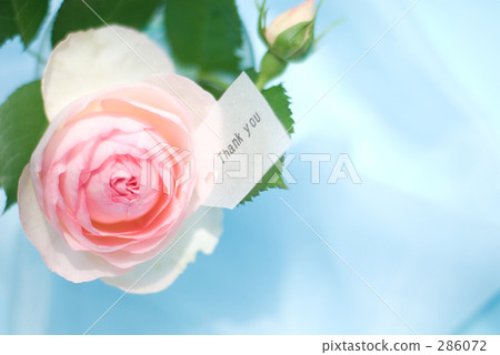 羅斯（Pierre de Ronsar）（第2側）留言 286072