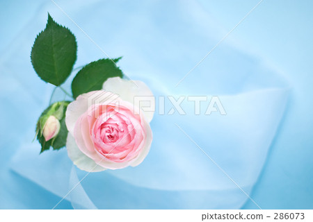 羅斯（Pierre de Ronsar）（第1側） 286073