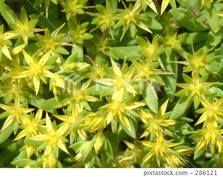 紅景天 路邊 活力 286121